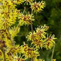 Hamamelis x intermedia 'Westerstede'