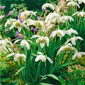 Galanthus nivalis 'Flore Pleno'