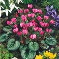 Cyclamen coum 'Rubrum'