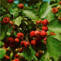 Crataegus coccinea