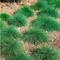 Festuca ovina 'Eisvogel'