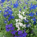 Delphinium grandiflorum 'Delfix'®