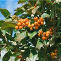 Crataegus crus-galli 'Salicifolia'