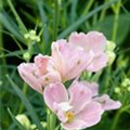 Delphinium grandiflorum 'Summer Morning'