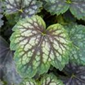 Heuchera americana 'Marvelous Marble'