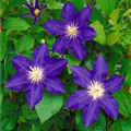 Clematis 'Lasurstern'