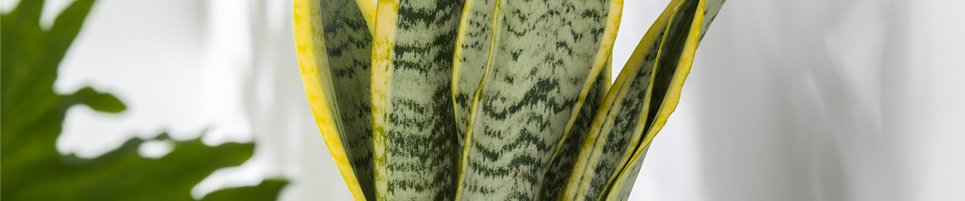 Sansevieria trifasciata