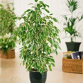 Ficus benjamina 'Anastasia'