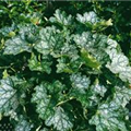 Heuchera americana 'Ring of Fire'