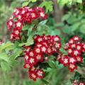 Crataegus laevigata 'Crimson Cloud'