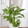 Spathiphyllum floribundum 'Torelli'