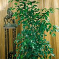 Ficus benjamina 'Exotica'