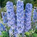 Delphinium 'Magic Fountains Sky Blue White Bee'