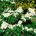 Cornus florida 'Cherokee Brave'