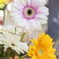 Gerbera