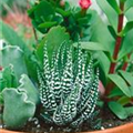 Haworthia fasciata 'Big Band'