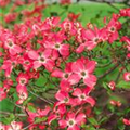 Cornus florida 'Cherokee Chief'