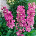 Delphinium pacific 'Astolat'