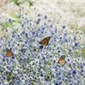 Eryngium planum