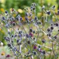 Eryngium planum 'Blaukappe'