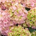 Hydrangea macrophylla 'Pink Sensation'(s)