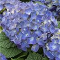 Hydrangea macrophylla 'All Summer Beauty'