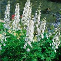 Delphinium pacific 'Excalibur'