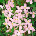 Clematis montana 'Fragrant Spring'