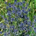 Eryngium planum 'Blue Hobbit'