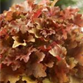 Heuchera micrantha 'Amber Waves'