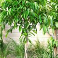 Ficus binnendijkii