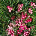 Gaultheria mucronata 'Pink Pearl'