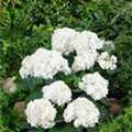 Hydrangea macrophylla 'Beautensia Coco'®