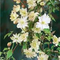 Clematis montana 'Pleniflora'