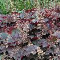 Heuchera micrantha 'Brown Sugar'