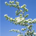 Crataegus monogyna 'Flexuosa'