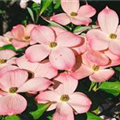 Cornus florida 'Royal Red'