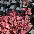 Heuchera micrantha 'Cherry Cola'®