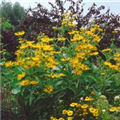 Inula helenium