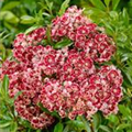 Kalmia latifolia 'Kaleidoskop'