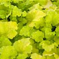 Heuchera micrantha 'Lime Ricky'