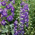 Delphinium pacific 'King Arthur'