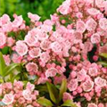 Kalmia latifolia var. myrtifolia 'Tinkerbell'