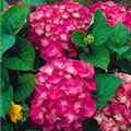 Hydrangea macrophylla 'Simonet'®