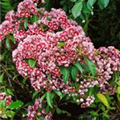 Kalmia latifolia 'Carousel'