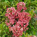 Kalmia latifolia 'Starburst'