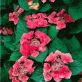 Hydrangea macrophylla 'Teller Red'