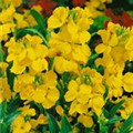 Erysimum cheiri 'Jubilee Gold'