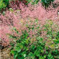 Heuchera micrantha 'Strawberry Swirl'