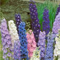 Delphinium pacific 'Round Table'